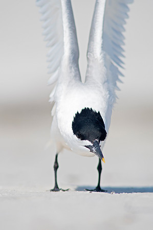2016_09_24_Florida_Annamariaisland_longboatkey_00121