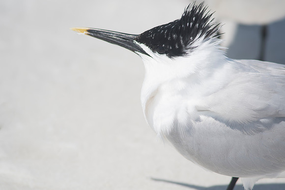 2016_09_24_Florida_Annamariaisland_longboatkey_00165