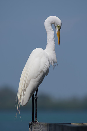 2016_09_24_Florida_Annamariaisland_longboatkey_00245