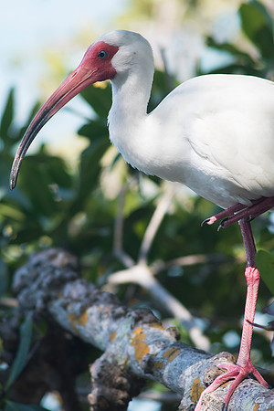 2016_09_24_Florida_Annamariaisland_longboatkey_00280