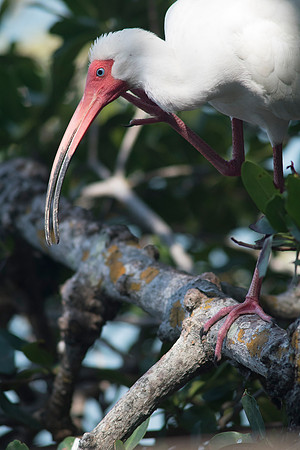 2016_09_24_Florida_Annamariaisland_longboatkey_00287