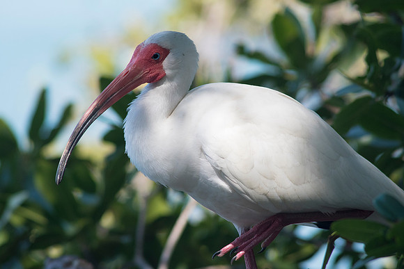 2016_09_24_Florida_Annamariaisland_longboatkey_00303