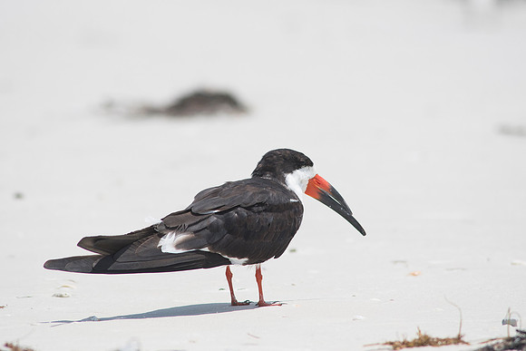 2016_09_25_Florida_Annamariaisland_longboatkey_00399