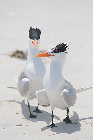 2016_09_25_Florida_Annamariaisland_longboatkey_00413