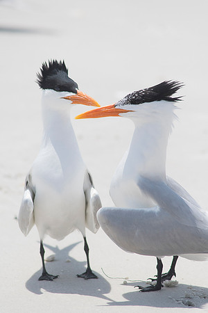2016_09_25_Florida_Annamariaisland_longboatkey_00419