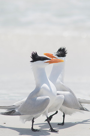 2016_09_25_Florida_Annamariaisland_longboatkey_00445