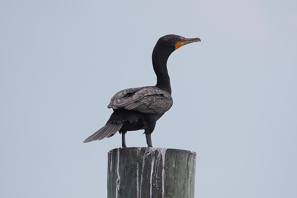 2016_09_26_Florida_Annamariaisland_longboatkey_00483