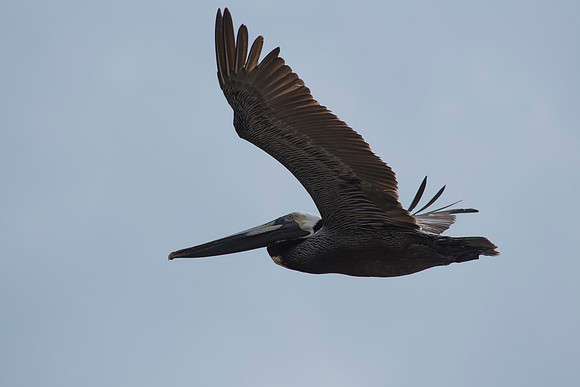 2016_09_26_Florida_Annamariaisland_longboatkey_00497