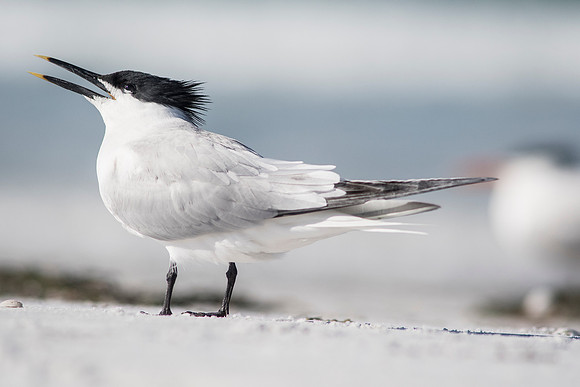 Sandwich Tern