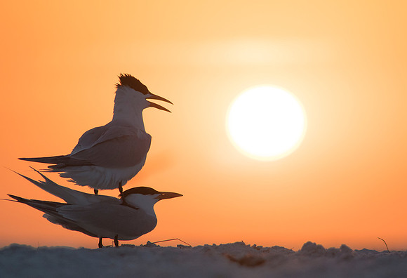 Royal Terns mating at Sunset