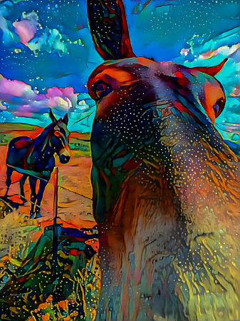 Mule Daze