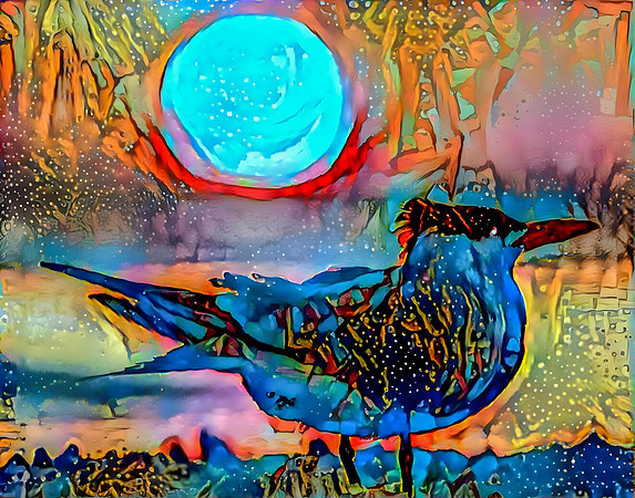 Tern Sunrise