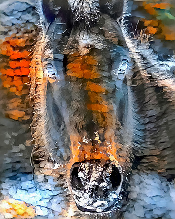 Three Toned Horse
